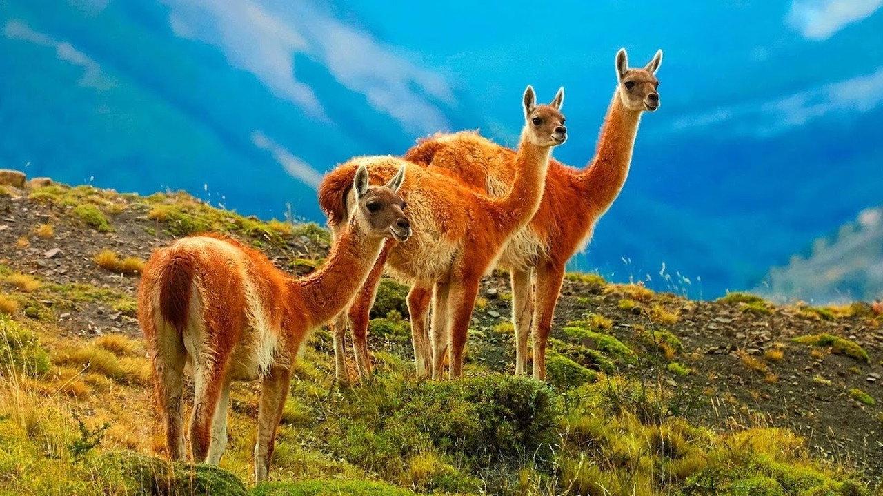Wild Chile: Un viaje salvaje backdrop