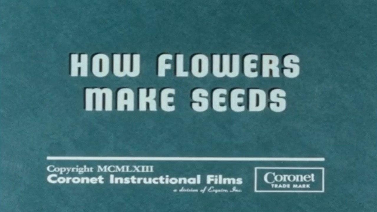How Flowers Make Seeds backdrop