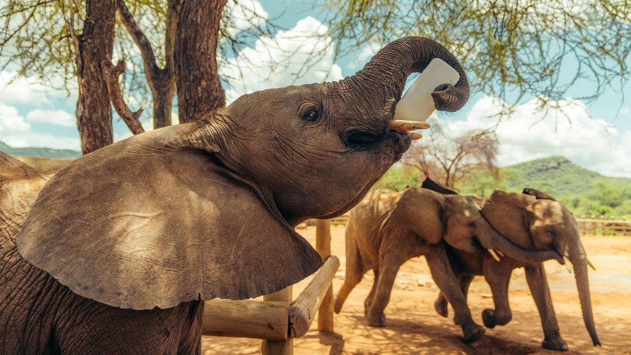 Becoming Elephant: The Orphans of Reteti backdrop