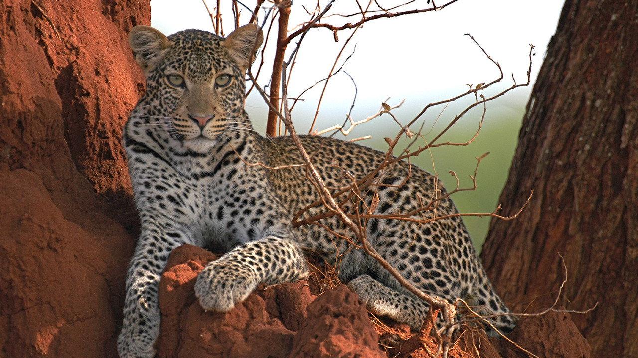 Surviving the Serengeti backdrop