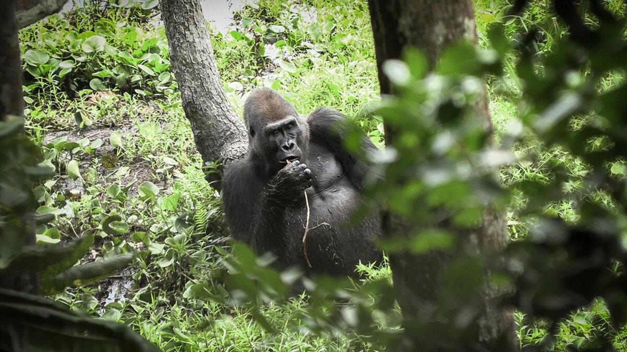 Idjanga, la forêt aux gorilles backdrop