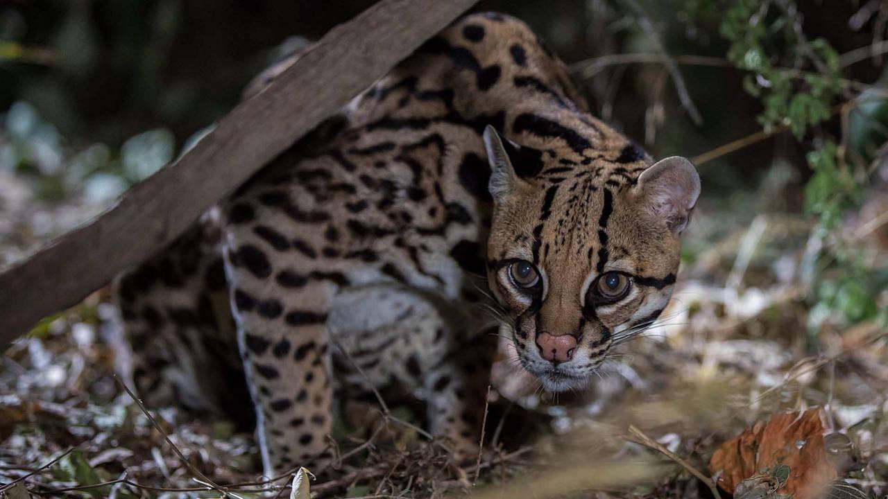 American Ocelot backdrop