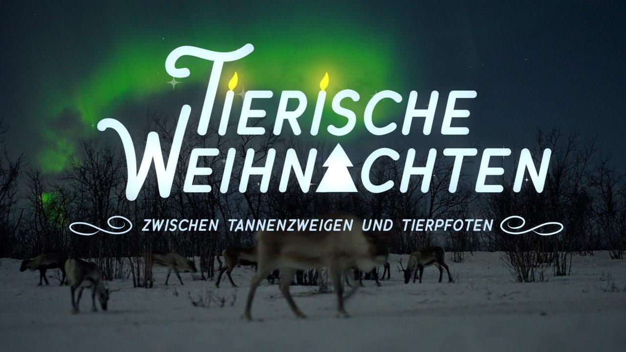 Tierische Weihnachten - Zwischen Tannenzweigen und Tierpfoten backdrop