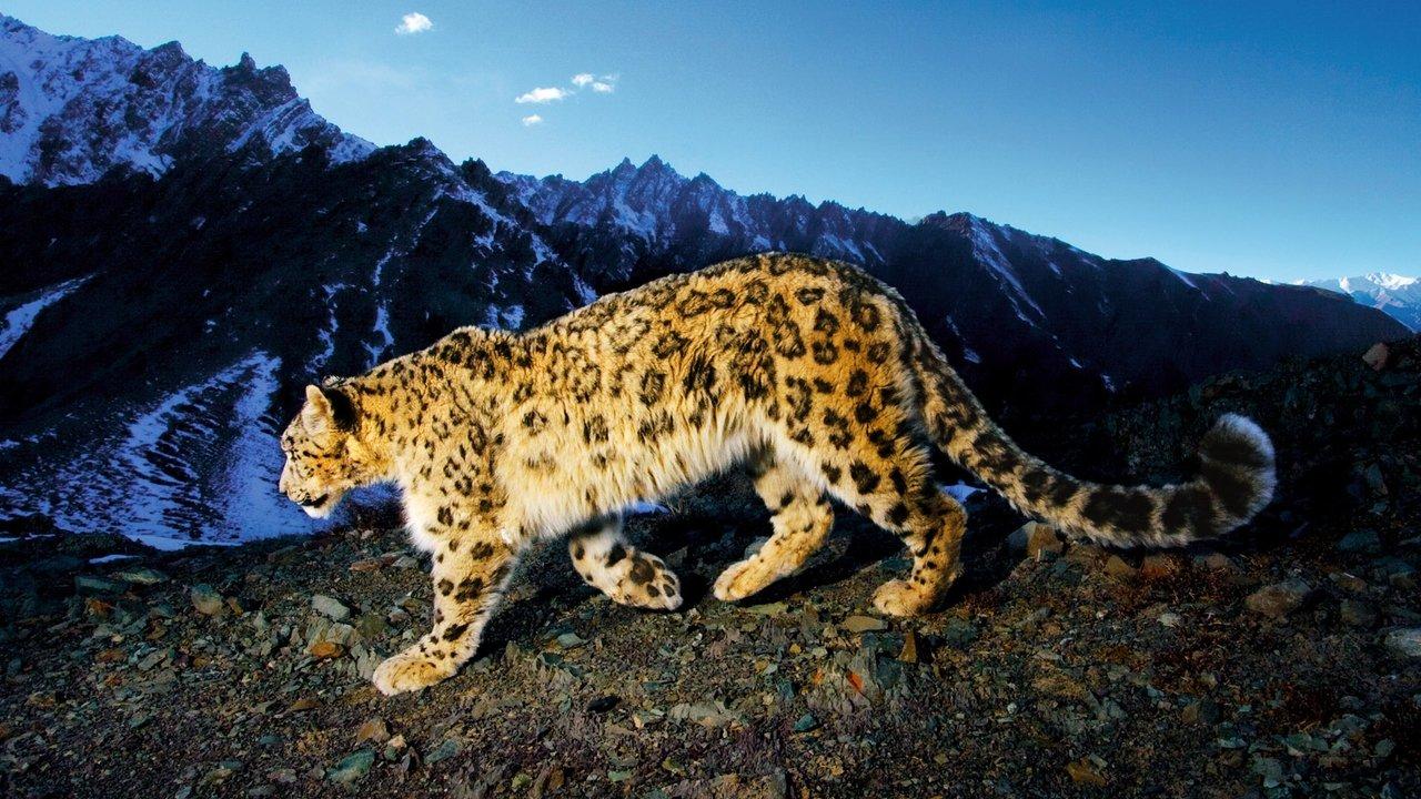 National Geographic Explorer backdrop