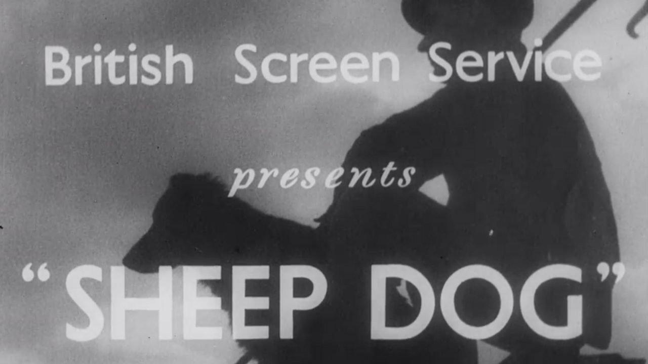 Sheep Dog backdrop