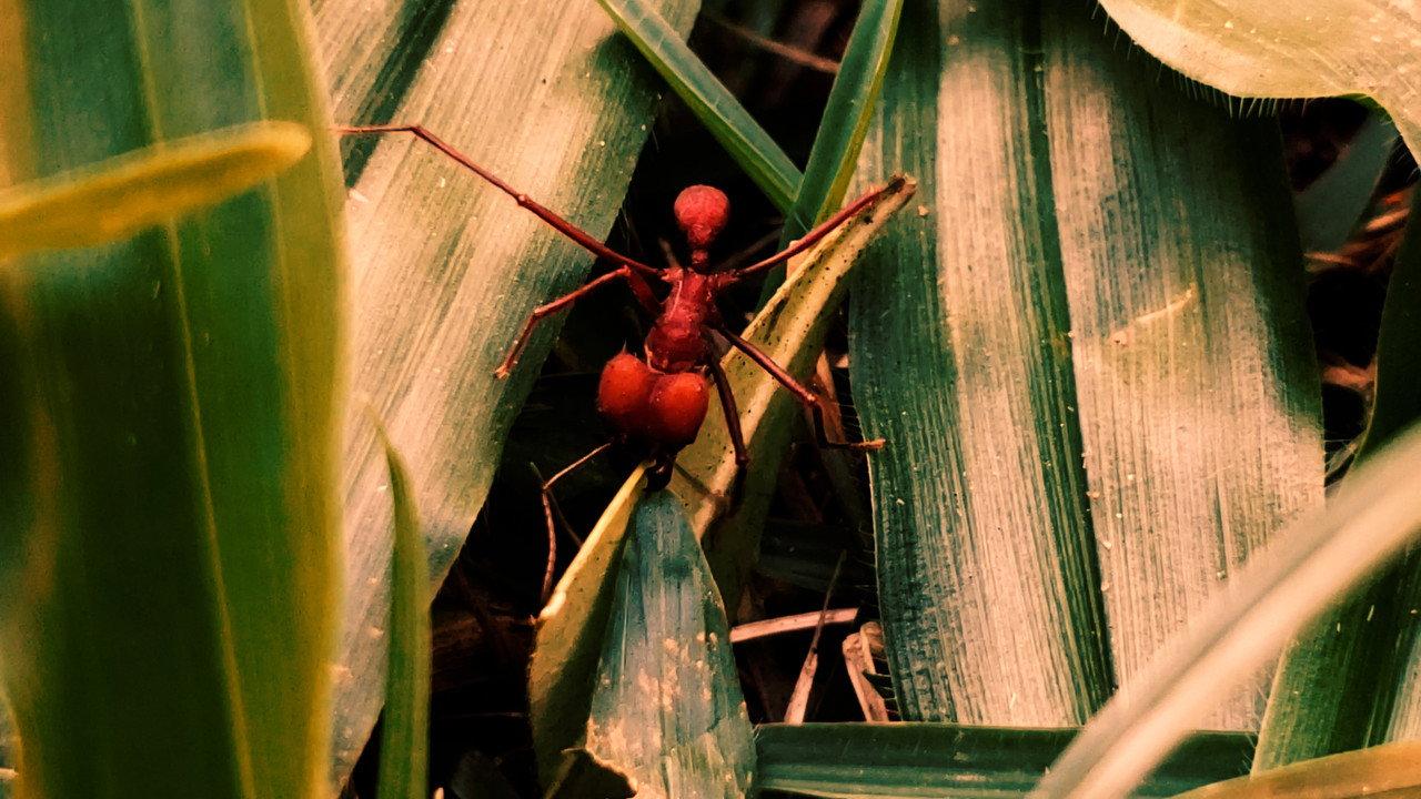 Republic of Evil Ants backdrop