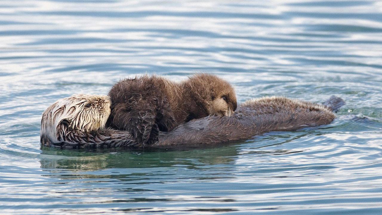 Threatened: The Controversial Struggle of the Southern Sea Otter backdrop
