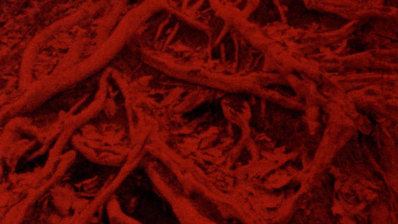 Language of the Entrails backdrop