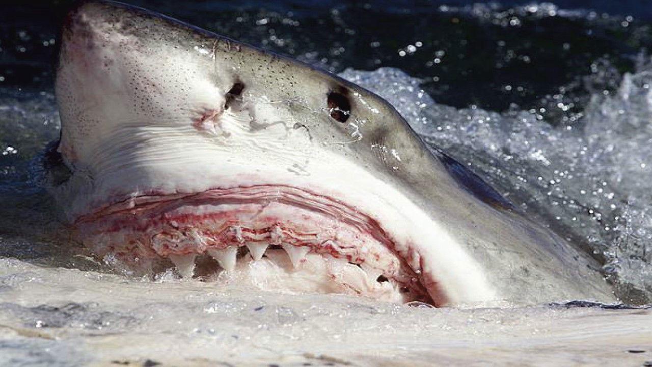 Killer Sharks: The Attacks of Black December backdrop