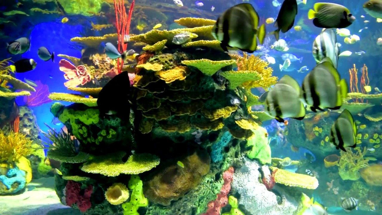 Beautiful Coral Reef Fish backdrop
