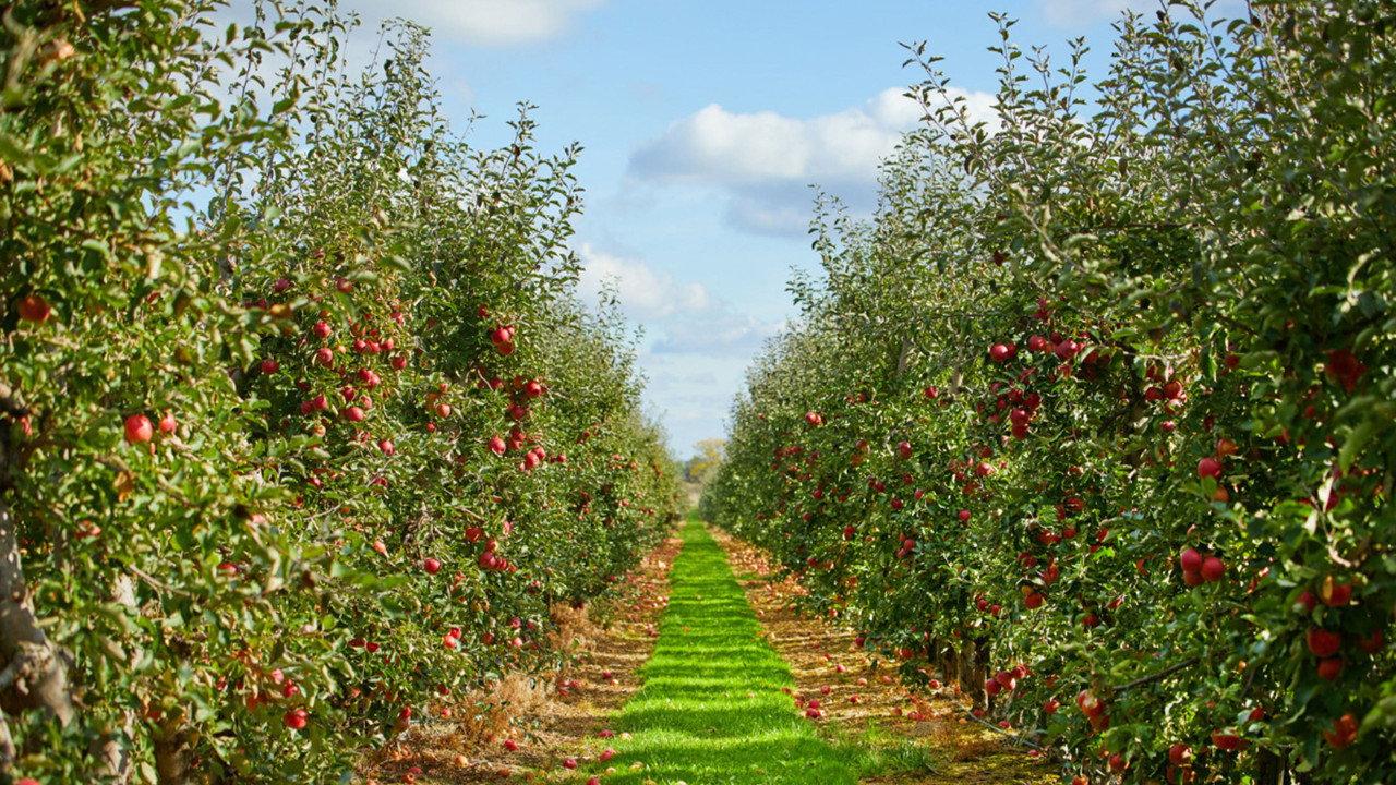 The Apple backdrop
