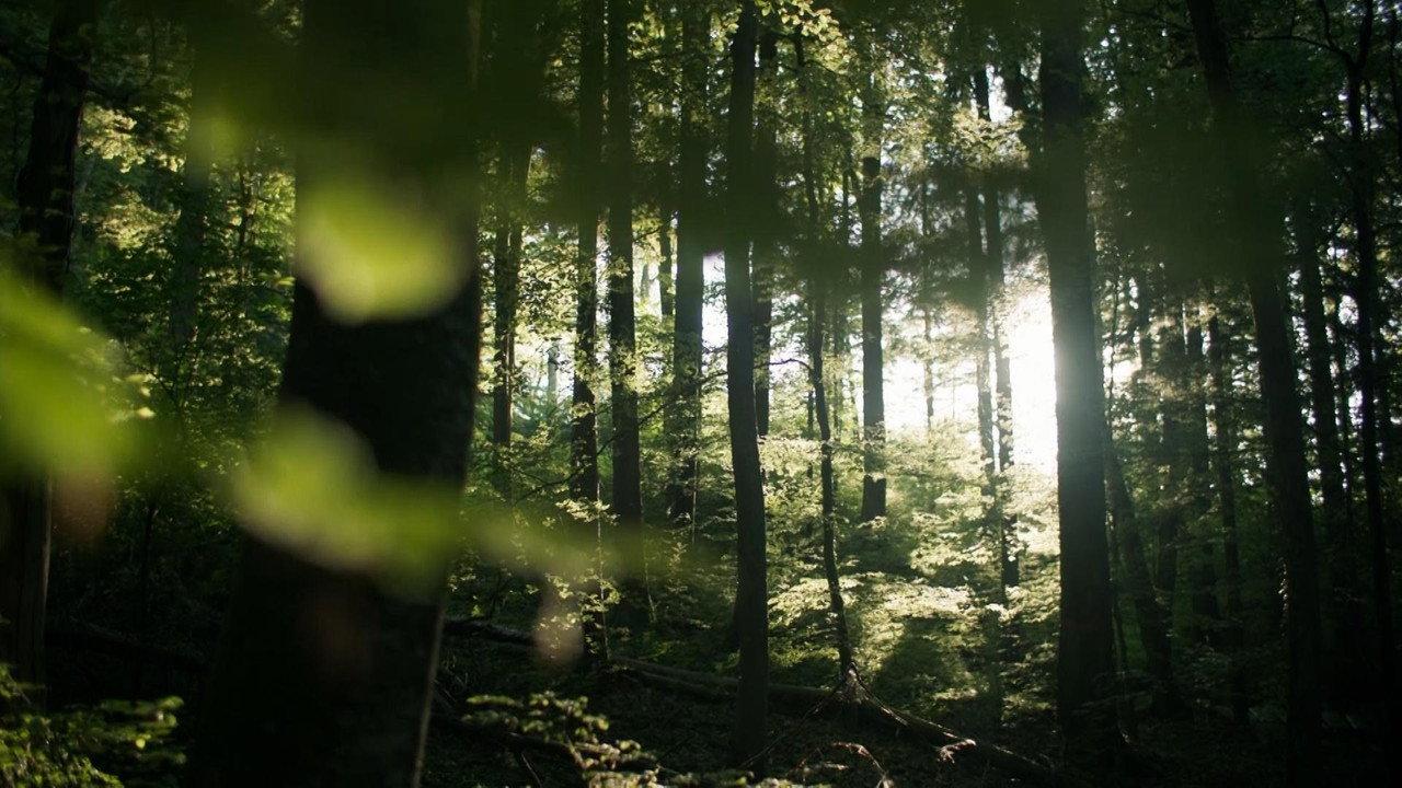 Secrets of the Forest backdrop