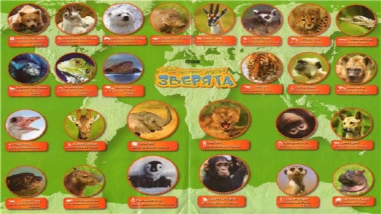 All About Animals backdrop