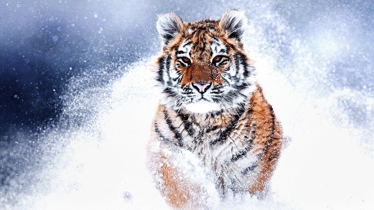 Russia's Wild Tiger backdrop