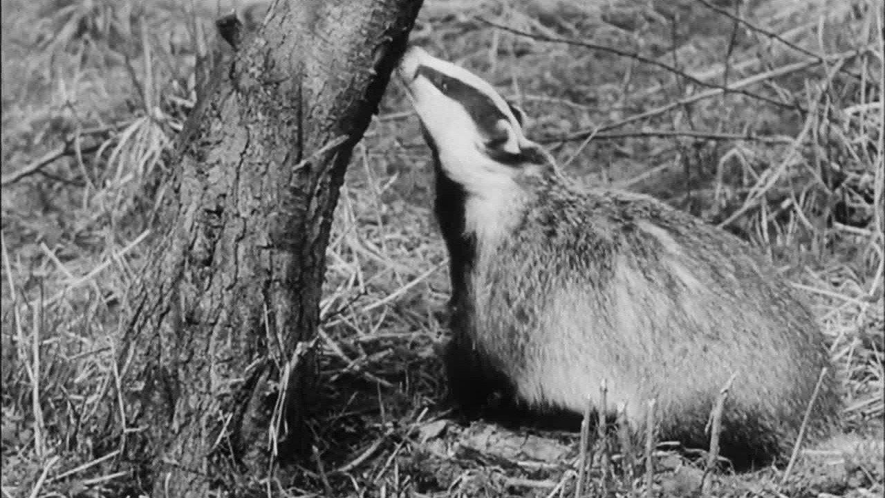 Wisdom of the Wild backdrop