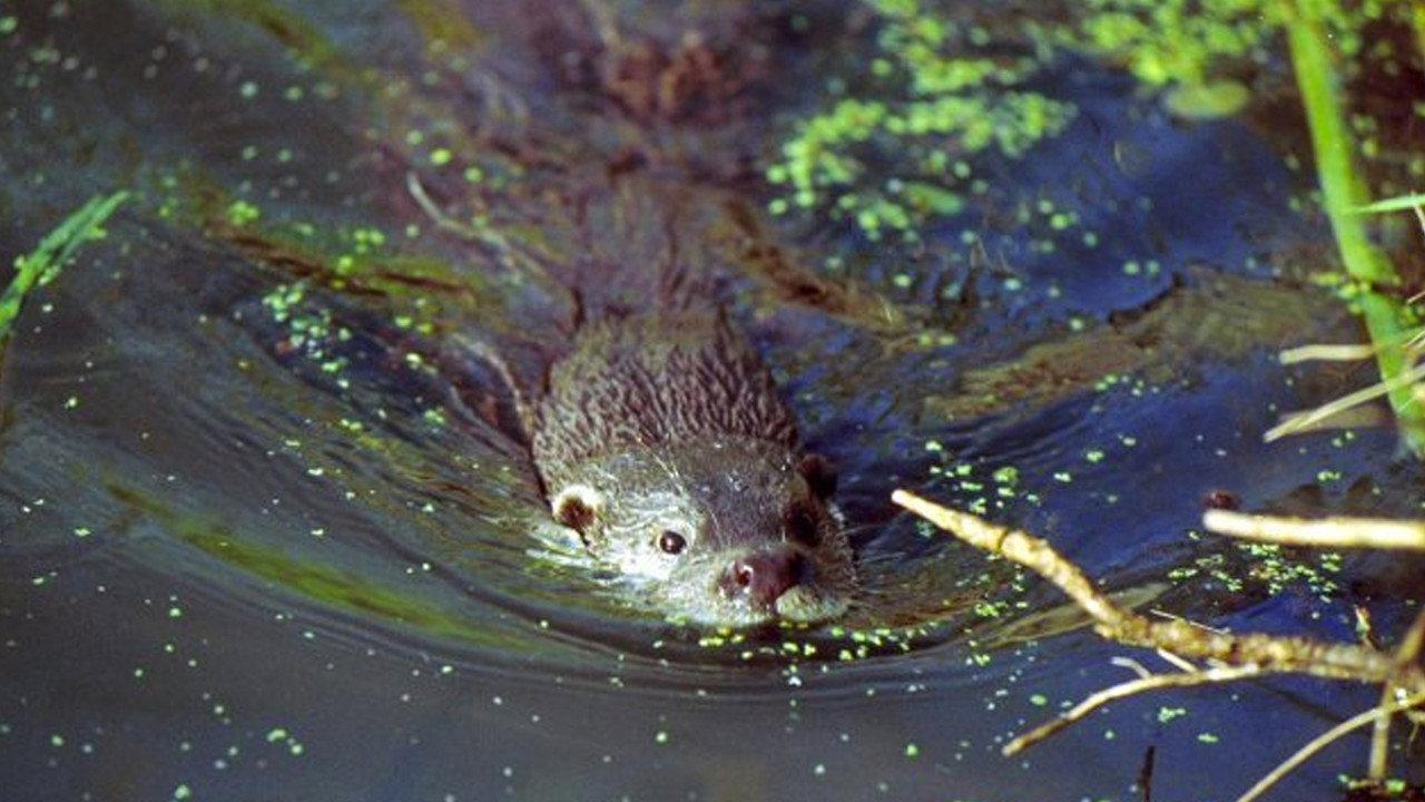 The Otter's Trail backdrop