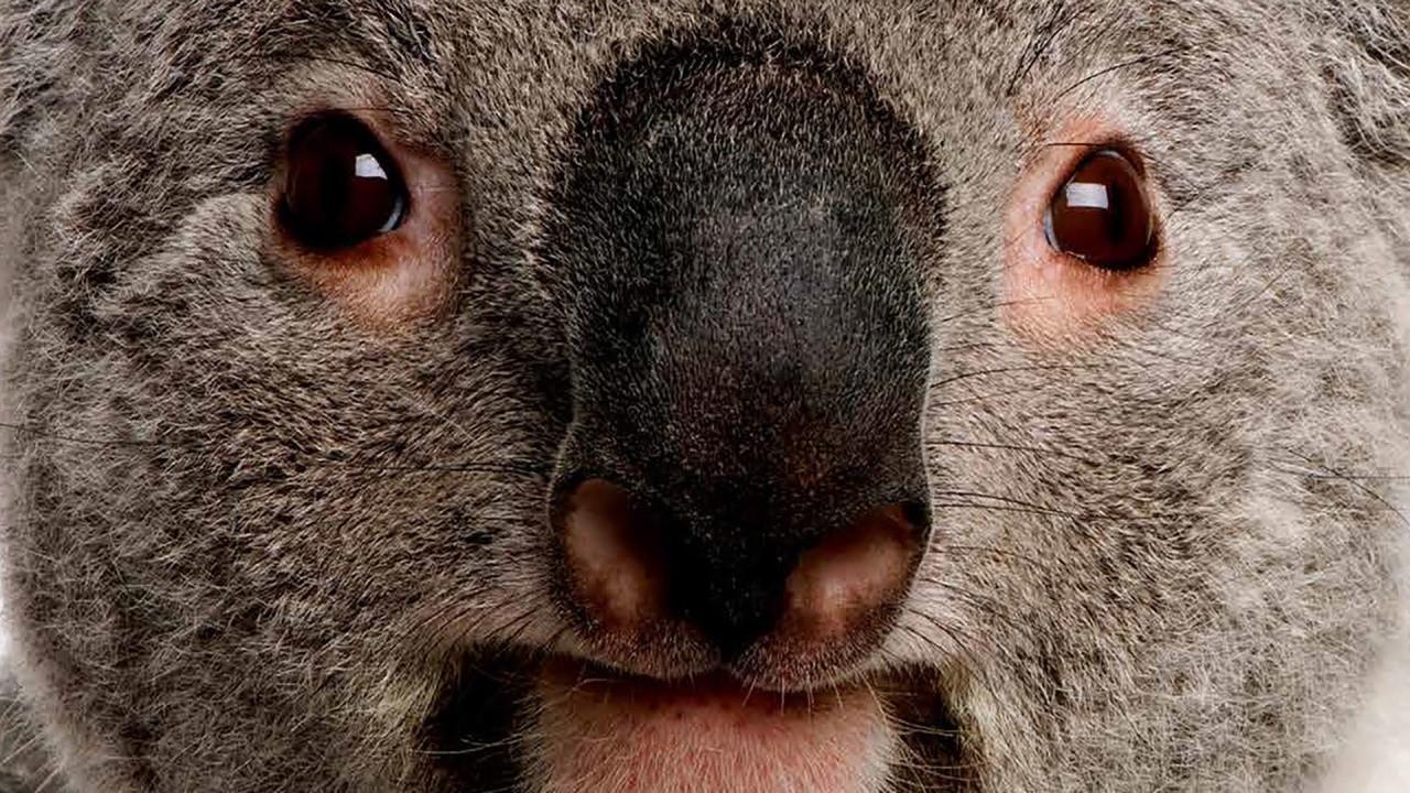The Koalas backdrop