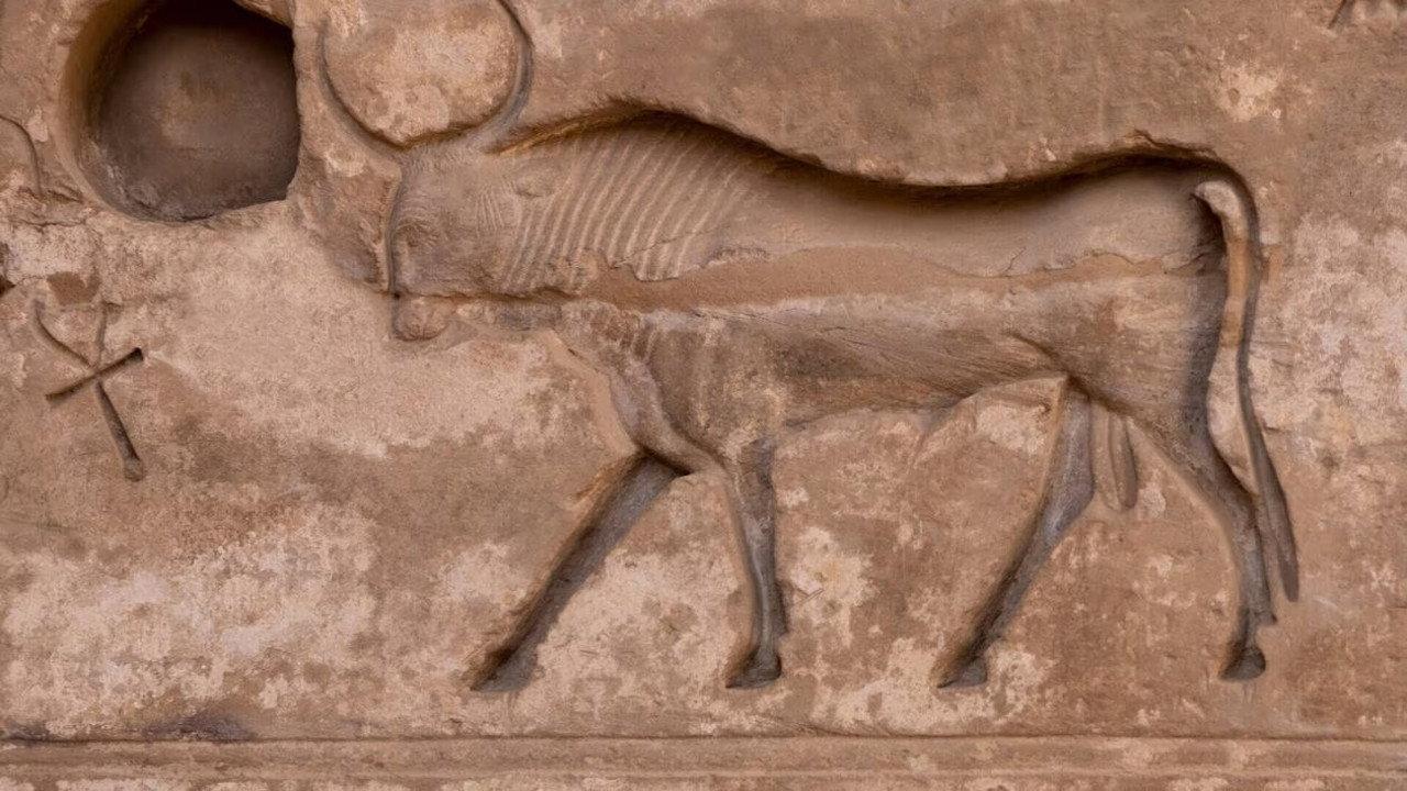 Les animaux sacrés de l'Egypte ancienne backdrop