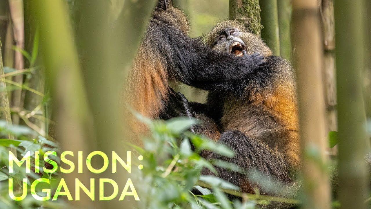 Mission: Uganda backdrop