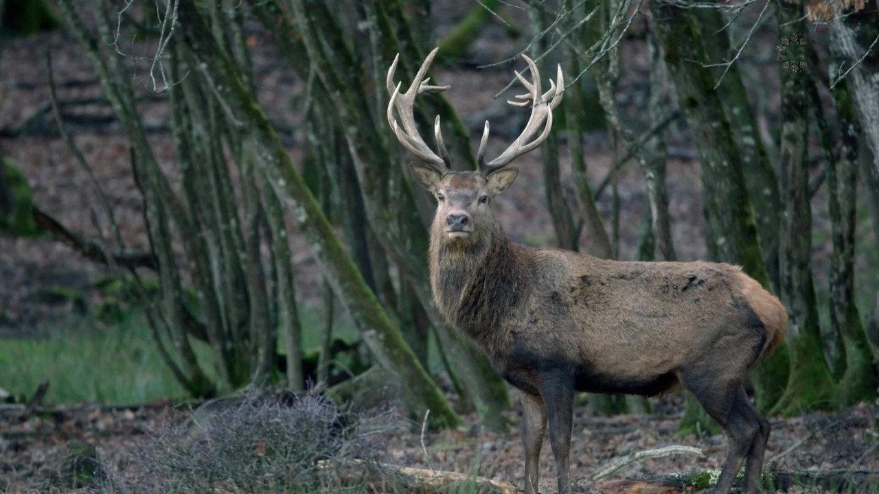 Sa majesté le cerf backdrop