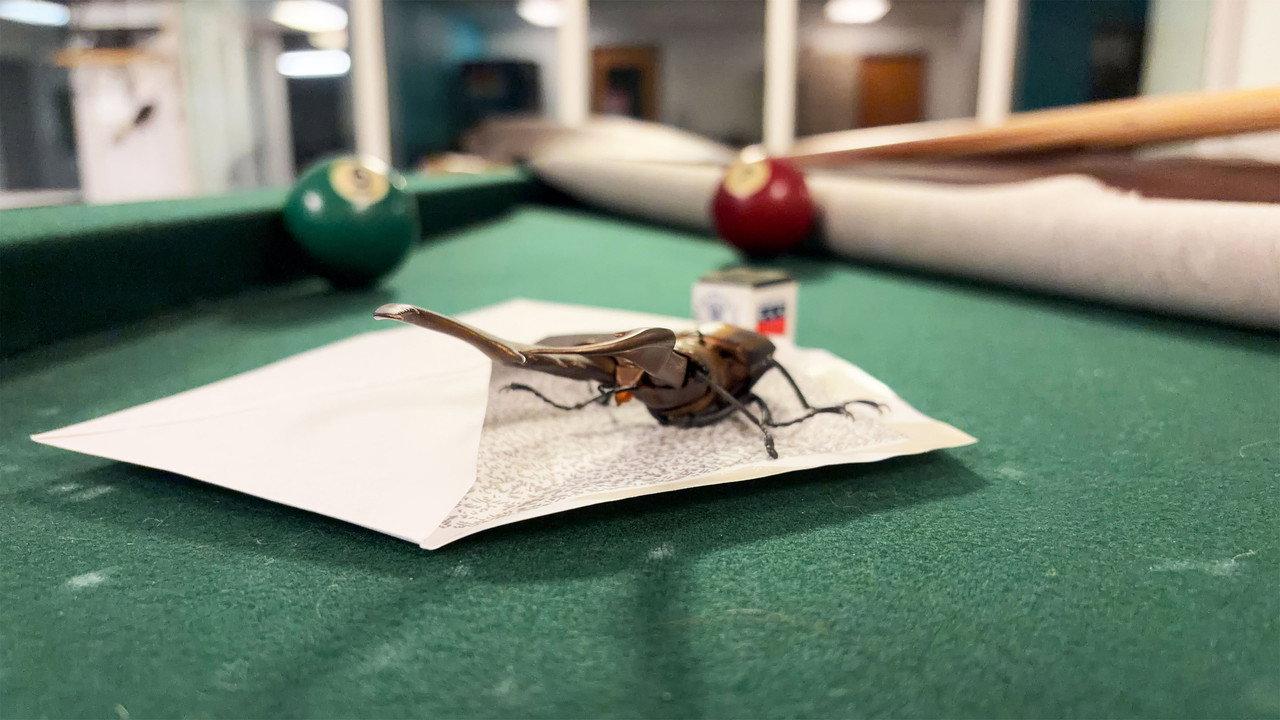 Bug Behind Schedule backdrop