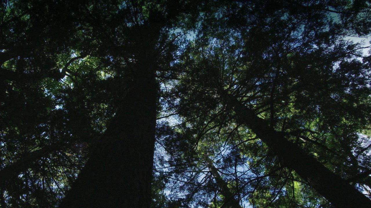Burned: Are Trees the New Coal? backdrop