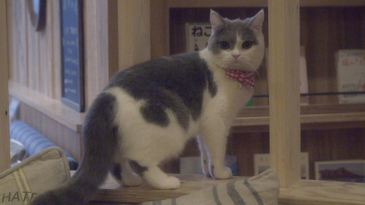 Cat Cafe backdrop