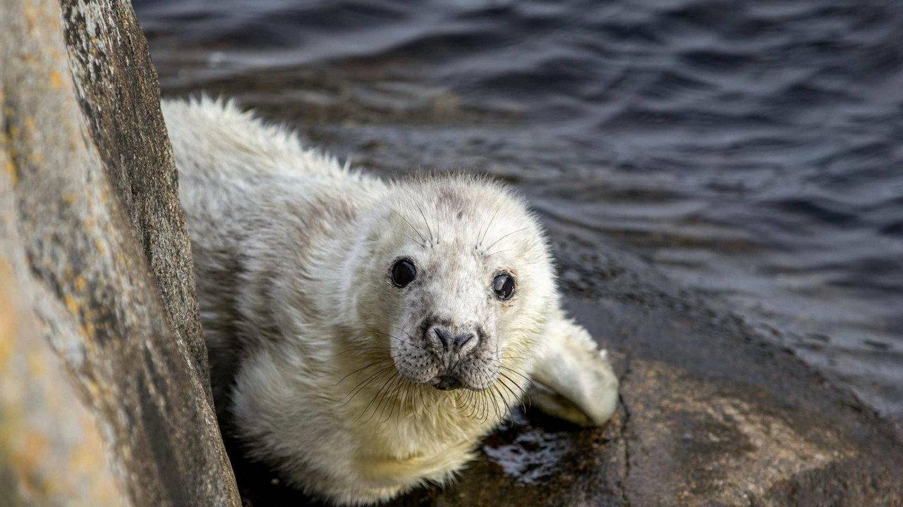 The Secret Life of the Seal backdrop