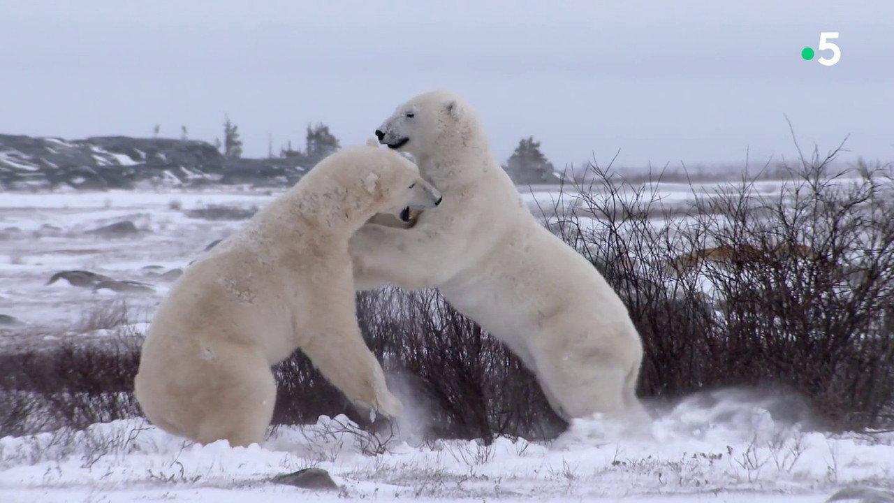 L'homme qui aimait les ours backdrop