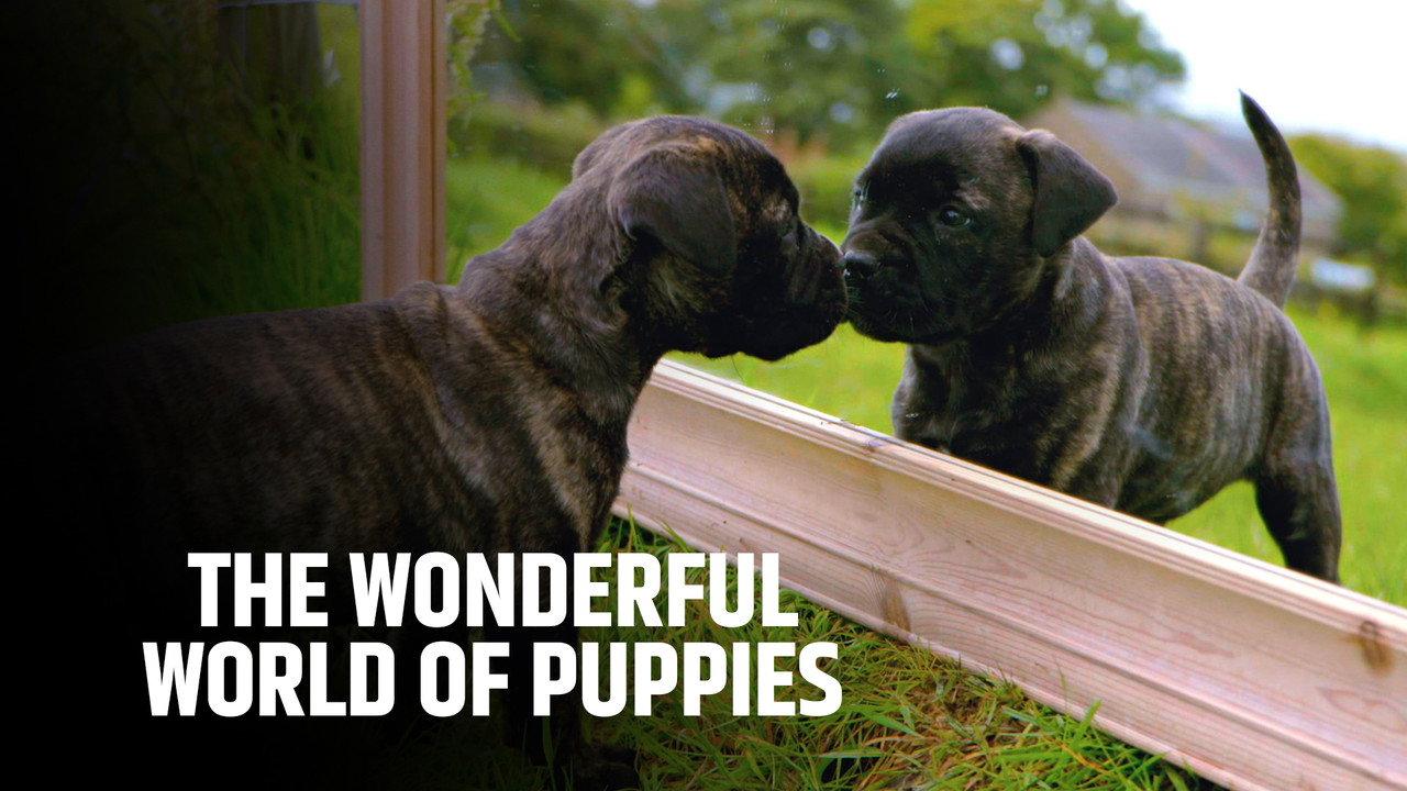 The Wonderful World of Puppies backdrop