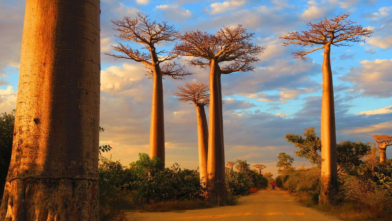 Madagascar, l'île sauvage backdrop