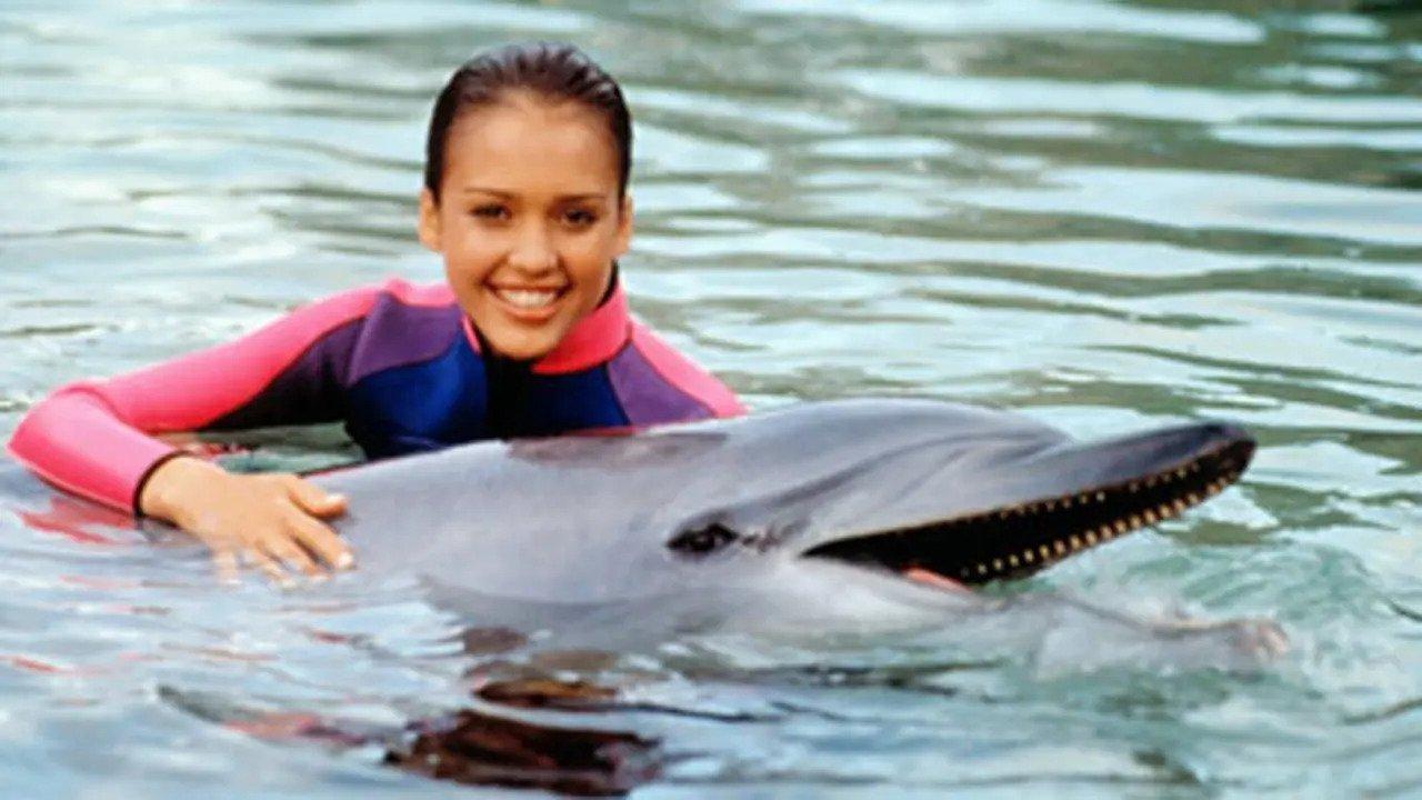 Flipper backdrop