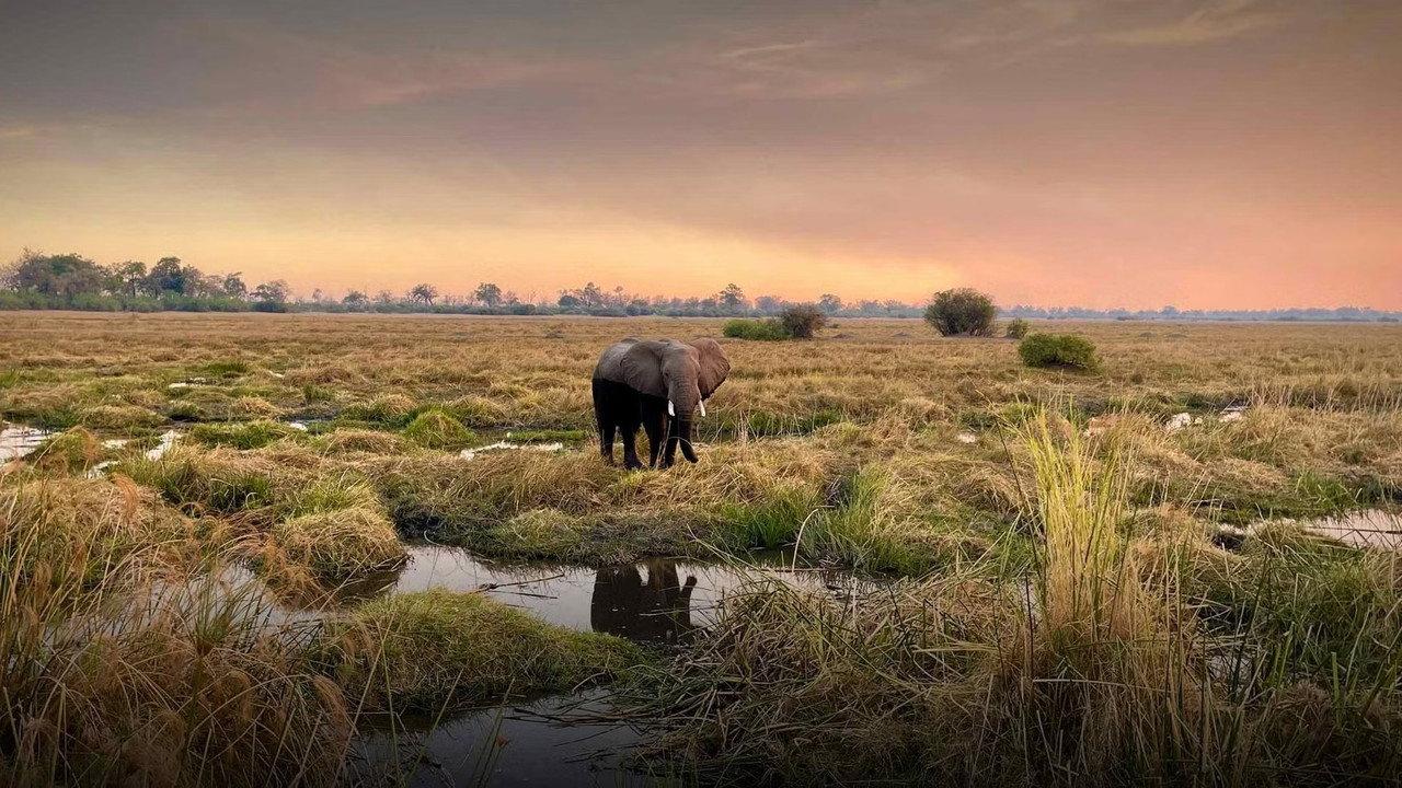 Kaza: The Last Refuge of Elephants backdrop