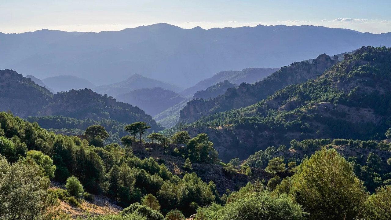 Les forêts des sommets backdrop