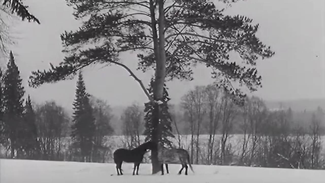 The Horse Walker backdrop