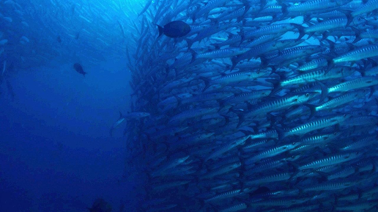 The Magic of the Big Blue. Seven Continents backdrop