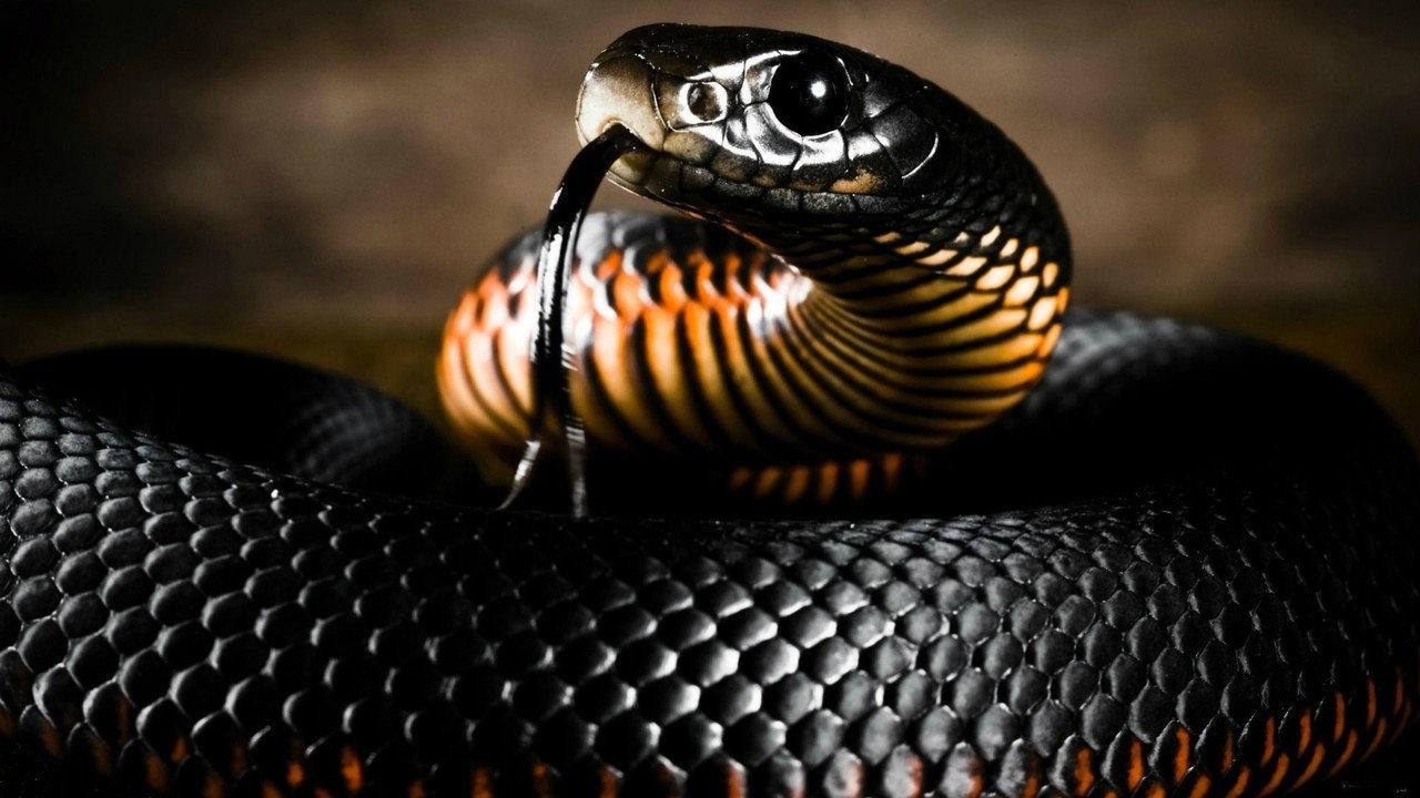 Le monde mystérieux des serpents backdrop