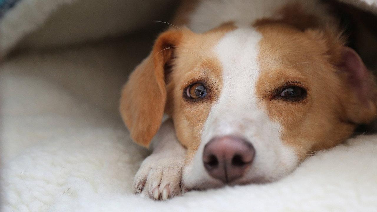 Can Dogs Talk? backdrop