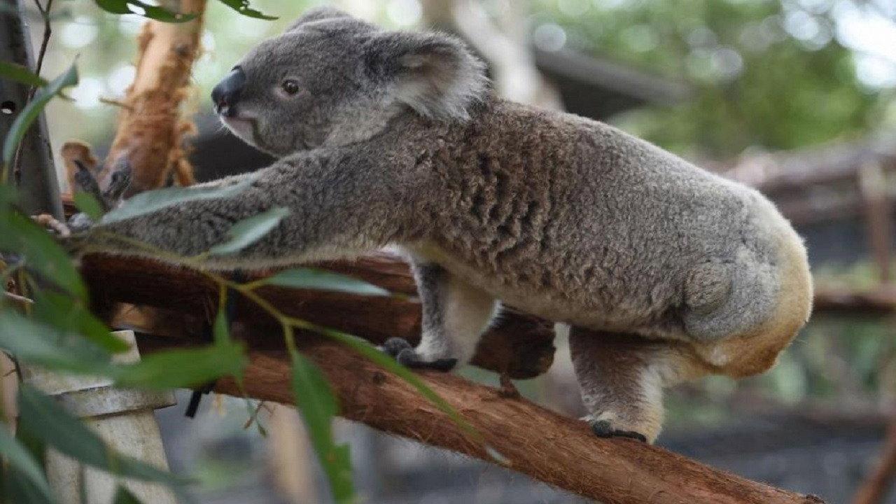 La vie privée des koalas backdrop