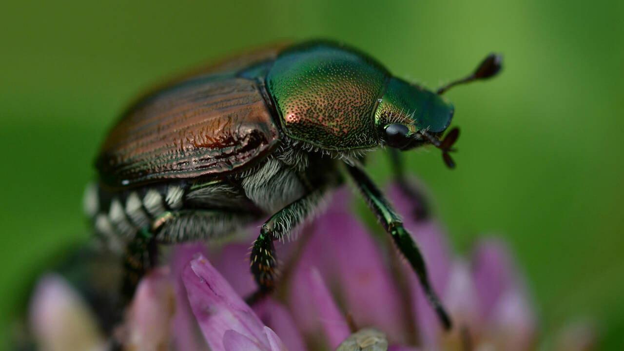 Fabulous Insects - Beetles backdrop