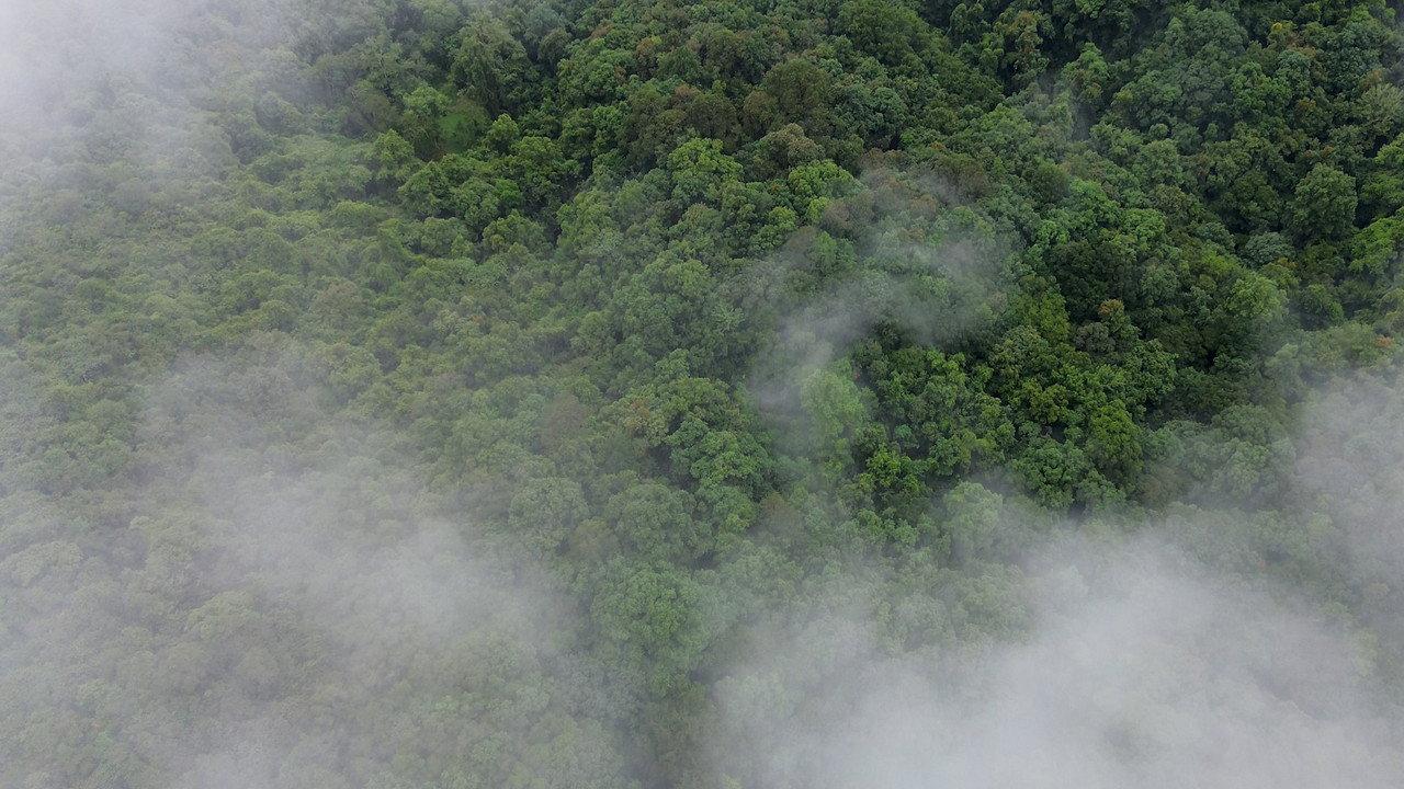 El bosque entre la niebla backdrop