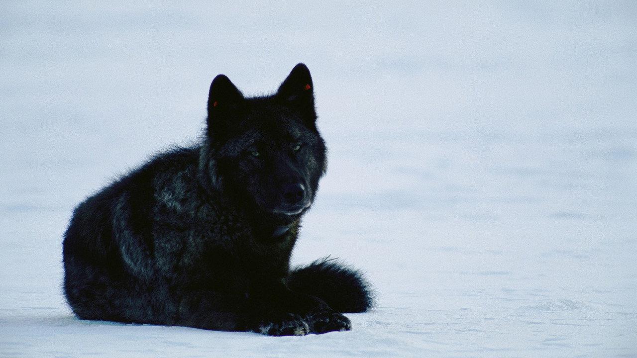 Yellowstone Wolf Dynasty backdrop