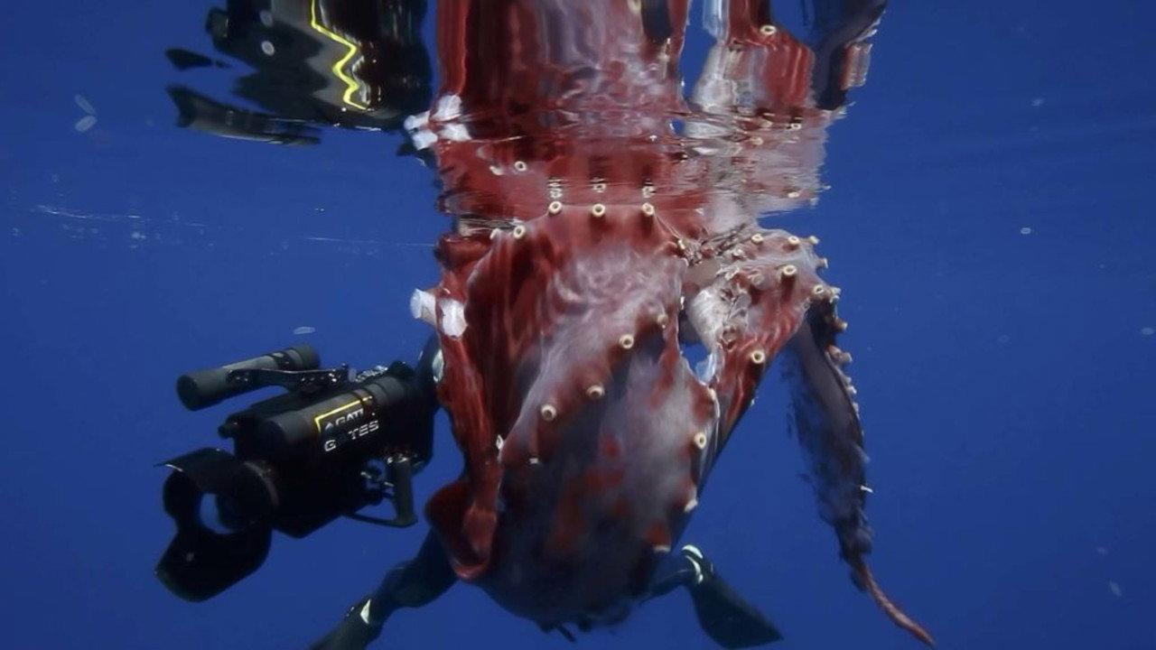 Hunt For The Giant Squid backdrop