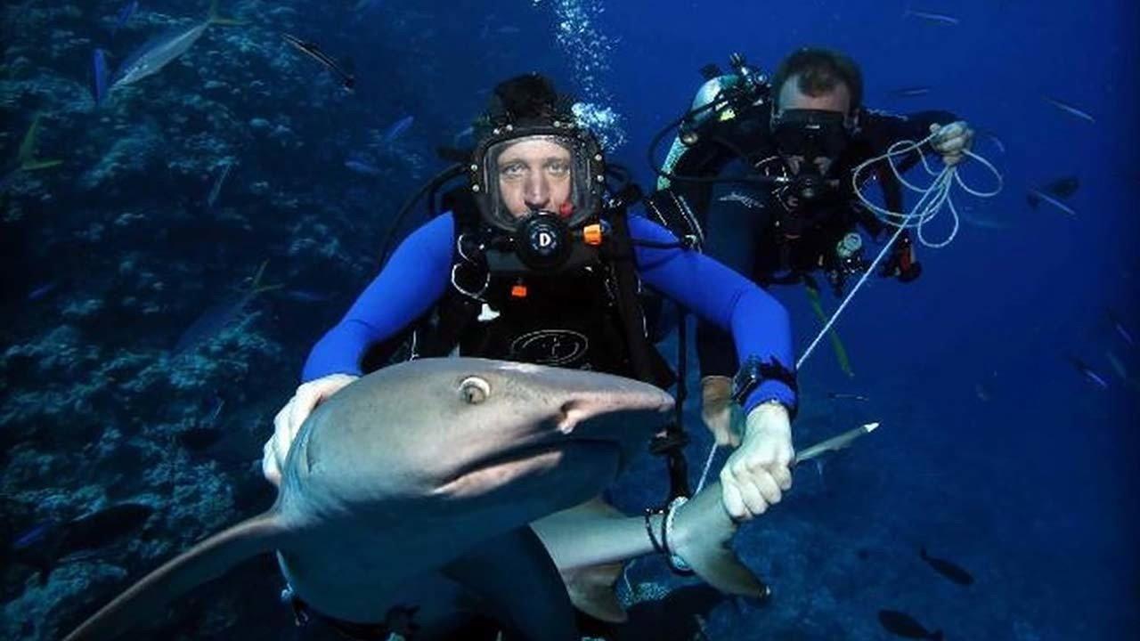 Shark Tracker backdrop