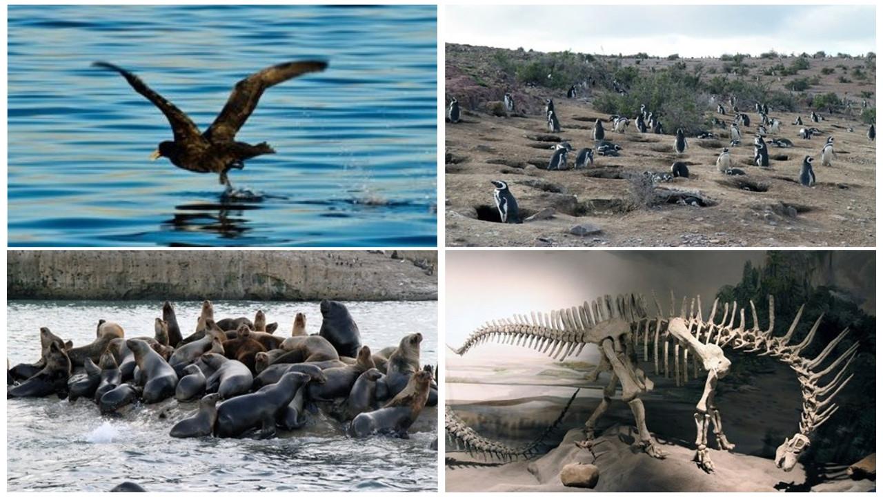 Patagonien 3D - Auf den Spuren von Charles Darwin: Von Buenos Aires bis Cabo dos Bahias backdrop