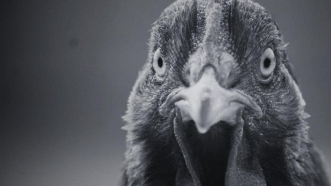 ¿Por qué la gallina cruzó el camino? backdrop