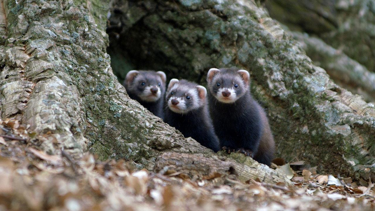Polecat – Europe’s Relentless Hunter backdrop