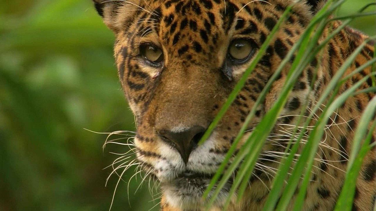 Jaguar: King of the Jungle backdrop