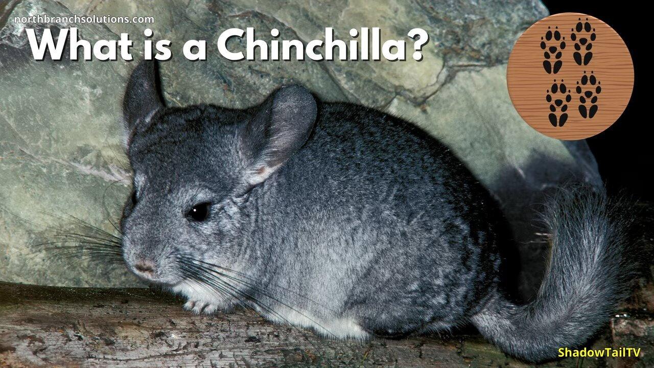 What is a Chinchilla, Really? backdrop