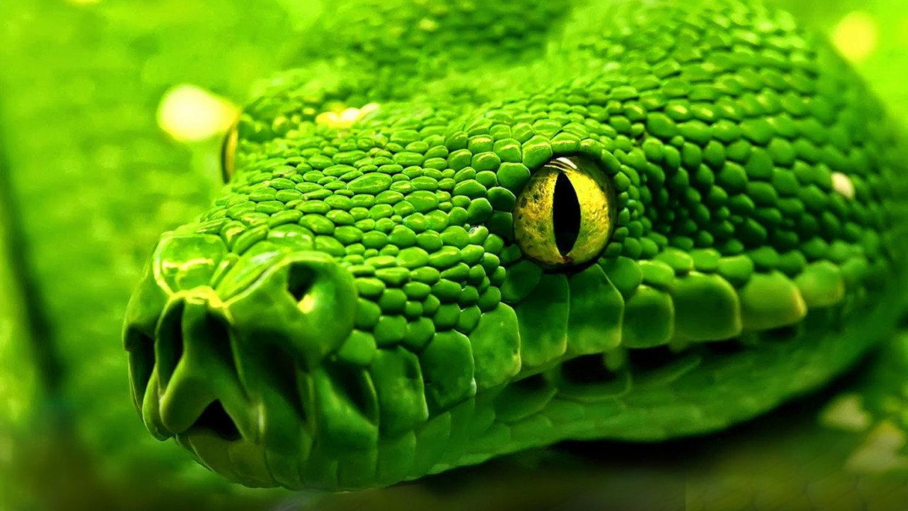 Snakes - Vorsicht: Schlangen backdrop